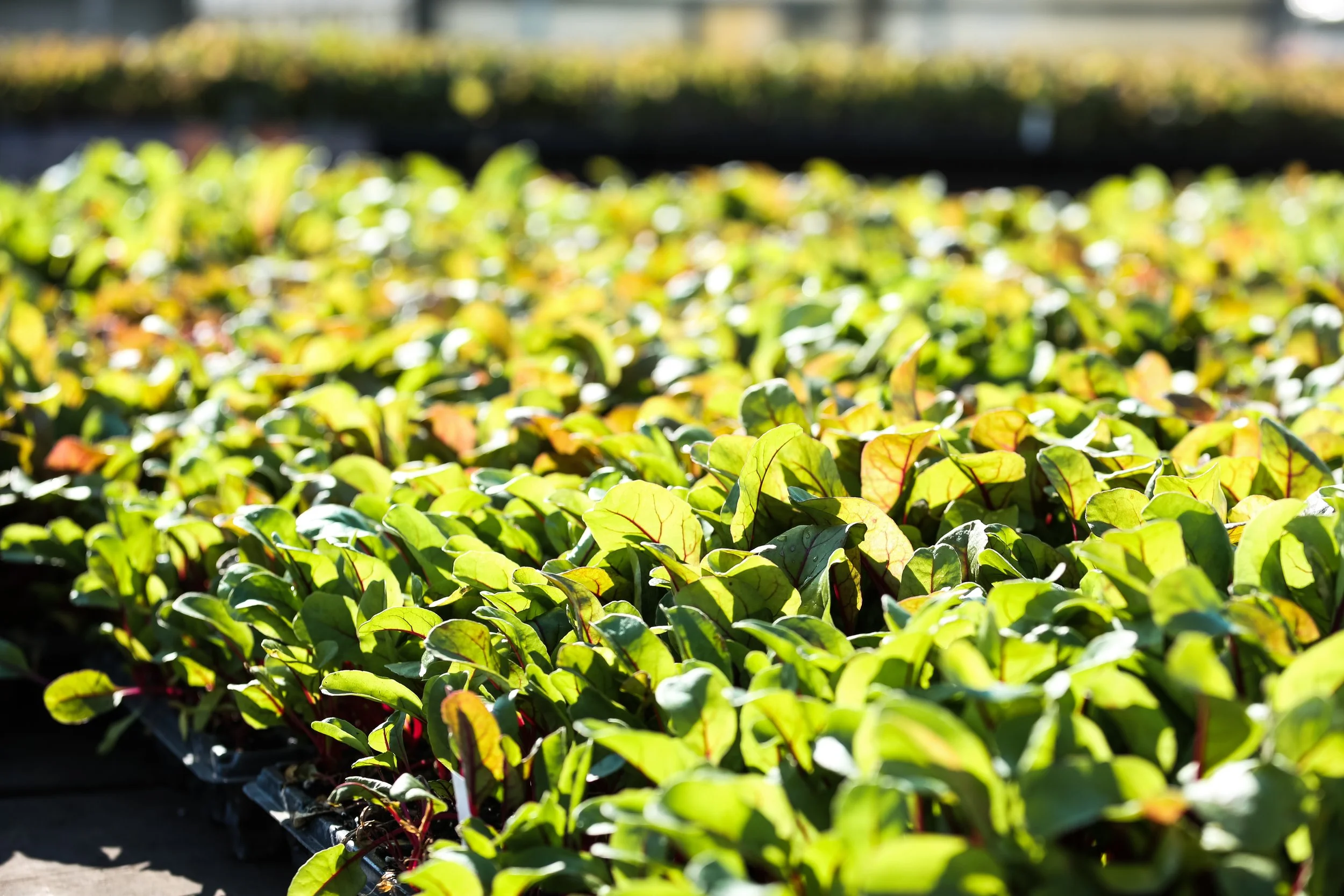 BIGSTONE農園 Products | Organic | Natural | Pasture Raised | GMO-Free